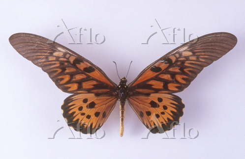 ドルーリーオオアゲハ [72102148]の写真素材 - アフロ