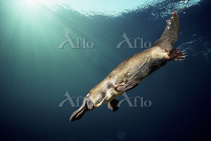 カモノハシ [10950612]の写真素材 - アフロ