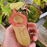 Nepenthes Jolly Scupture | Nepenthes Hybrid Pitcher Plant