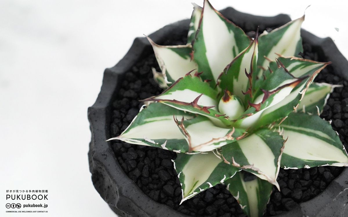 サ*店様 【オークション】選抜 強棘 美株 アガべ チタノタ 太陽神錦 白