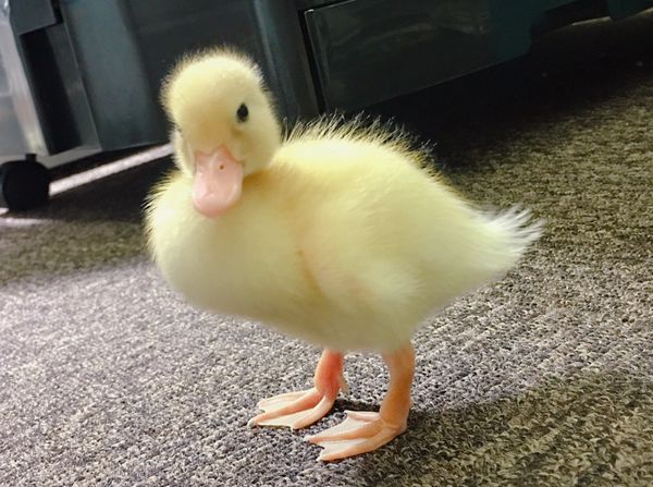 コールダック | ピュアアニマル