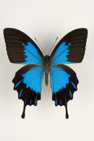 ヘリボシアオネアゲハ 84mm 西イリアン | 写真 | アールクリエーション