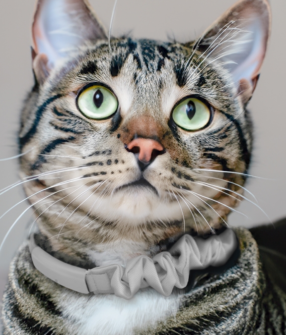 Catlog 2 の購入 | Catlog