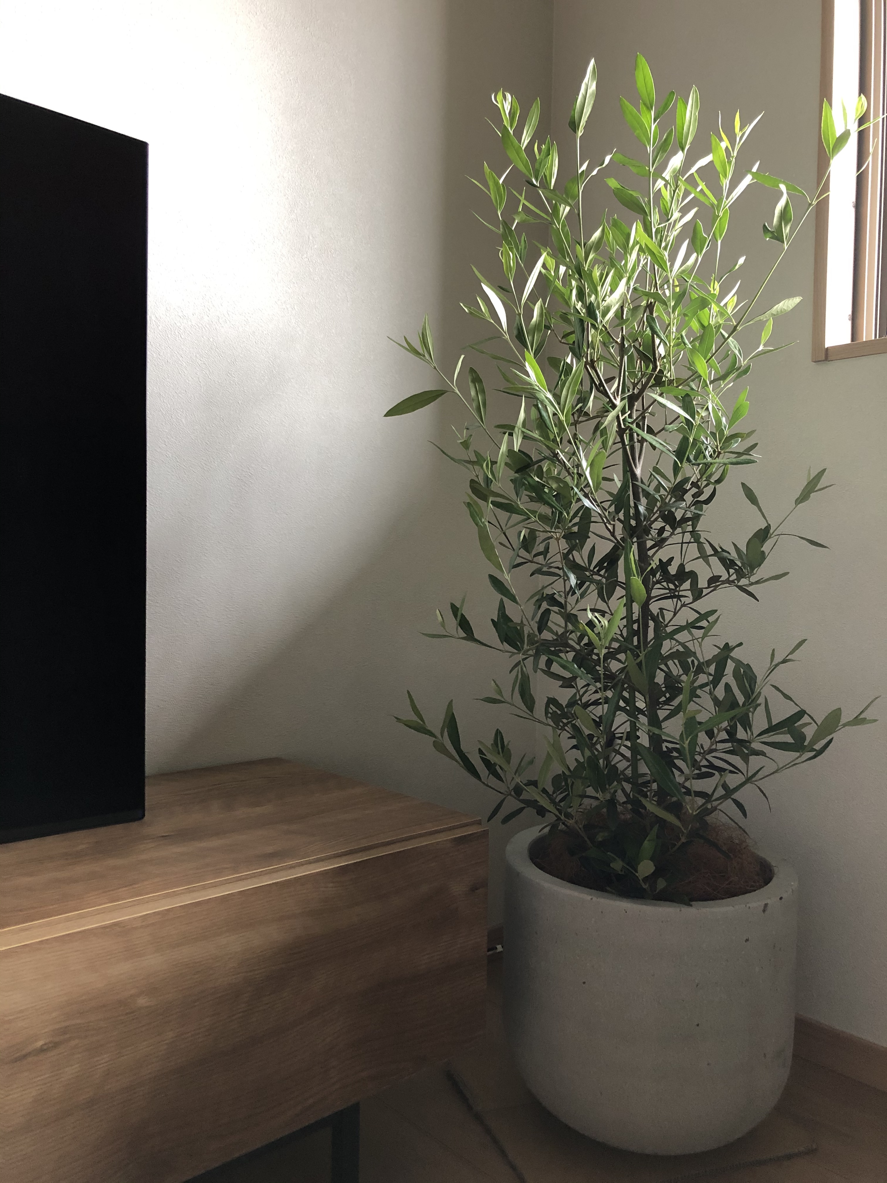 オリーブ セメント鉢11号 | 無印良品