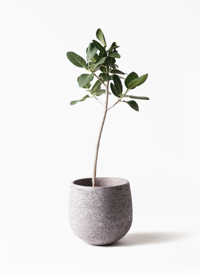 観葉植物 フィカス ベンガレンシス 8号 ストレート エディラウンド 黒