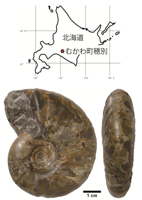 北海道で新種アンモナイトを確認 | Science Portal - 科学技術の最新