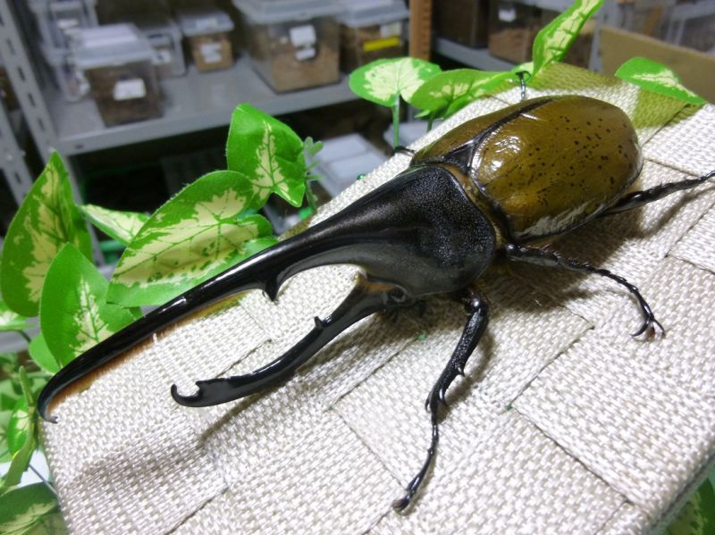 標本】 ヘラクレスリッキー 本物の野外品150㎜ 標本】 ヘラクレス