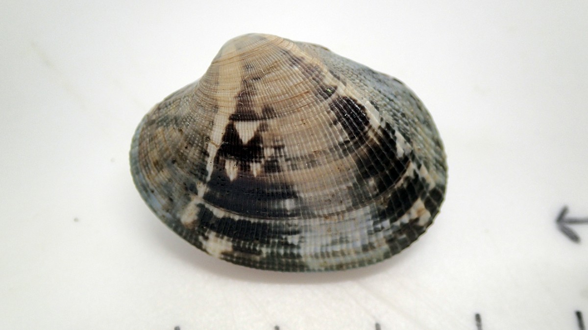 アサリ｜貝のなかま｜浦安水辺の生き物図鑑