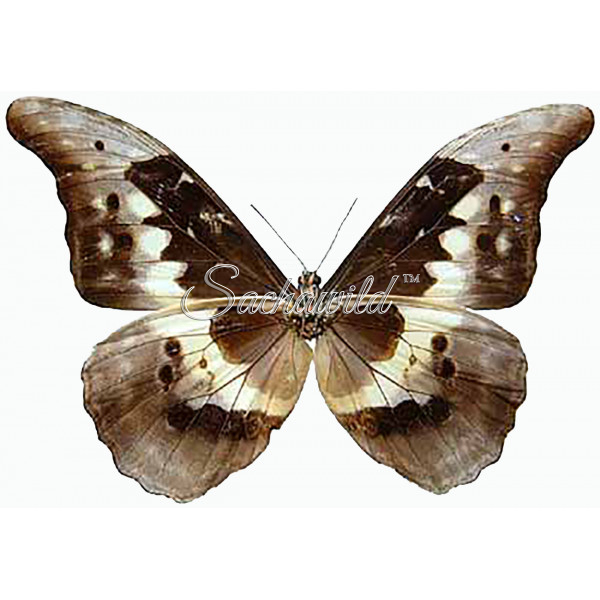 Morpho Rhetenor Helena (M)