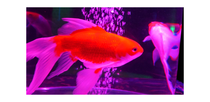 大きなハート型の水槽に珍しい金魚が優雅に泳ぐ！東京ソラマチ