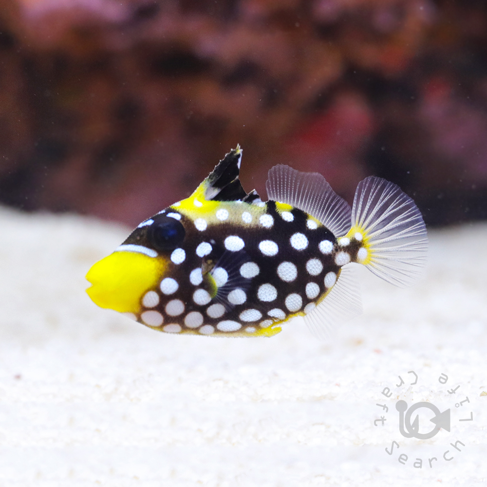 モンガラカワハギ - 海水魚・小型水槽・人工ライブロック通販｜サーチ