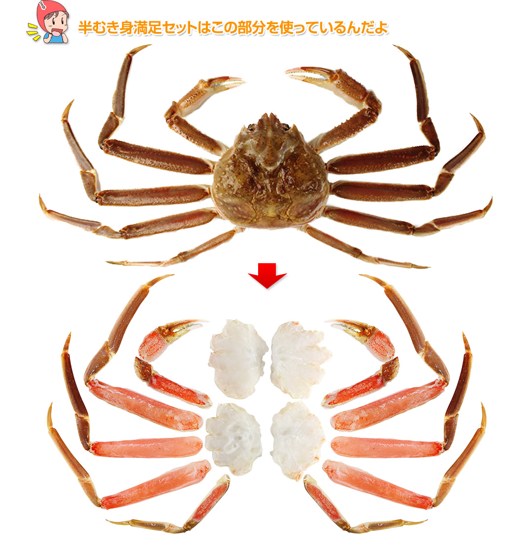 629：特大7L～5L生ずわい蟹半むき身満足セット 2kg超（総重量約2.4kg）