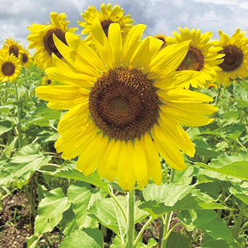 緑肥用ひまわり クリアスマイル| 種・苗・ガーデニング用品の【タキイ