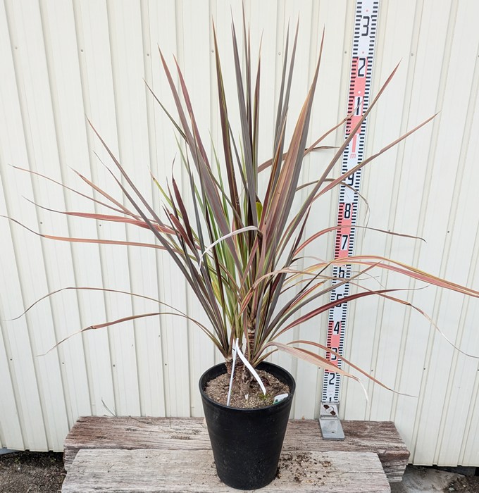 楽天市場】ドラセナ コルジリネ コーヒークラシック 苗木 6号