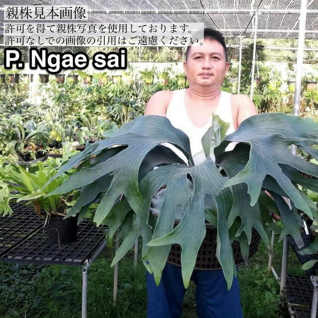 楽天市場】(現品) ビカクシダ ヒリー 'ナンプー' (pup) (No.41031