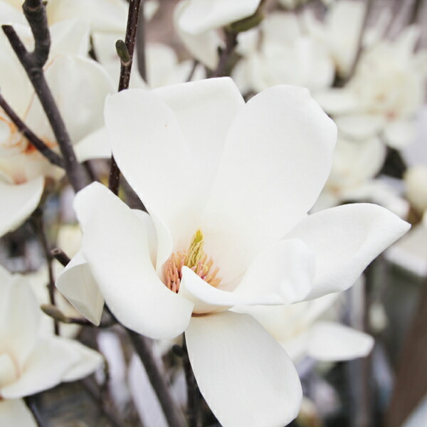 楽天市場】2026年花芽確認苗【白木蓮苗】いい香りの白花の花が咲きます