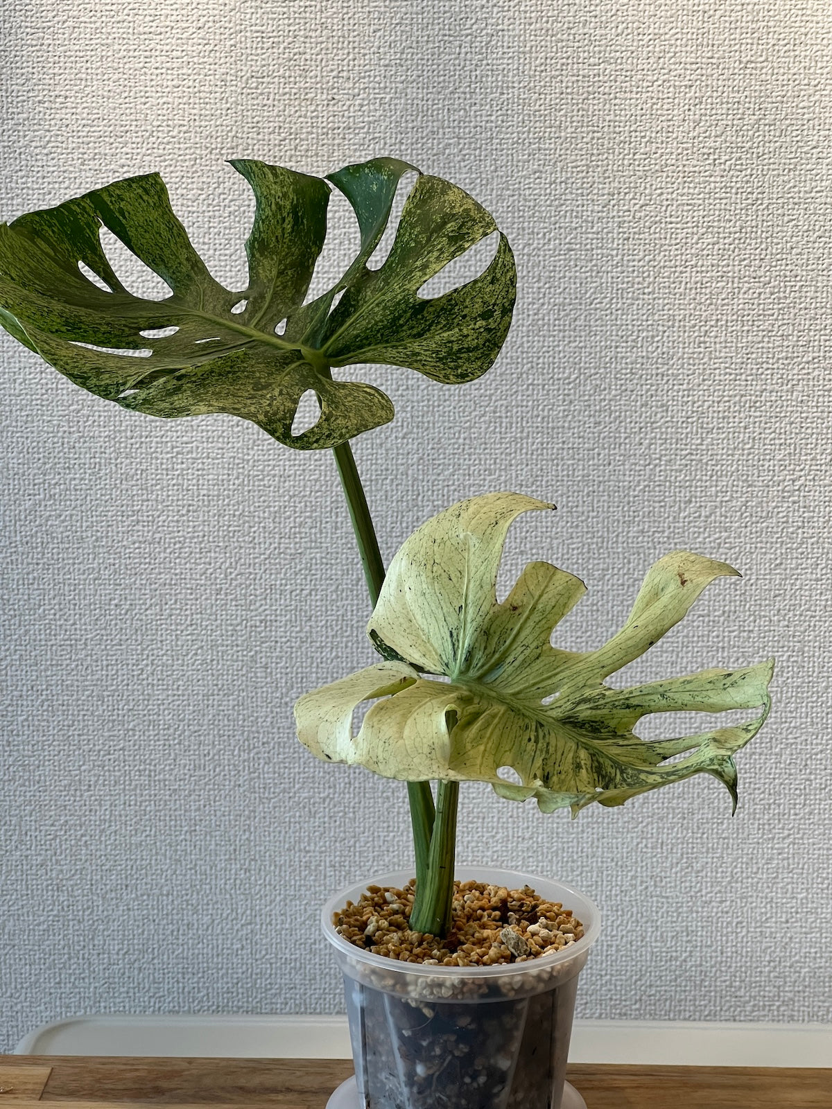 コレクション】モンステラ・デリシオーサ 'サイアムミント' – RARE