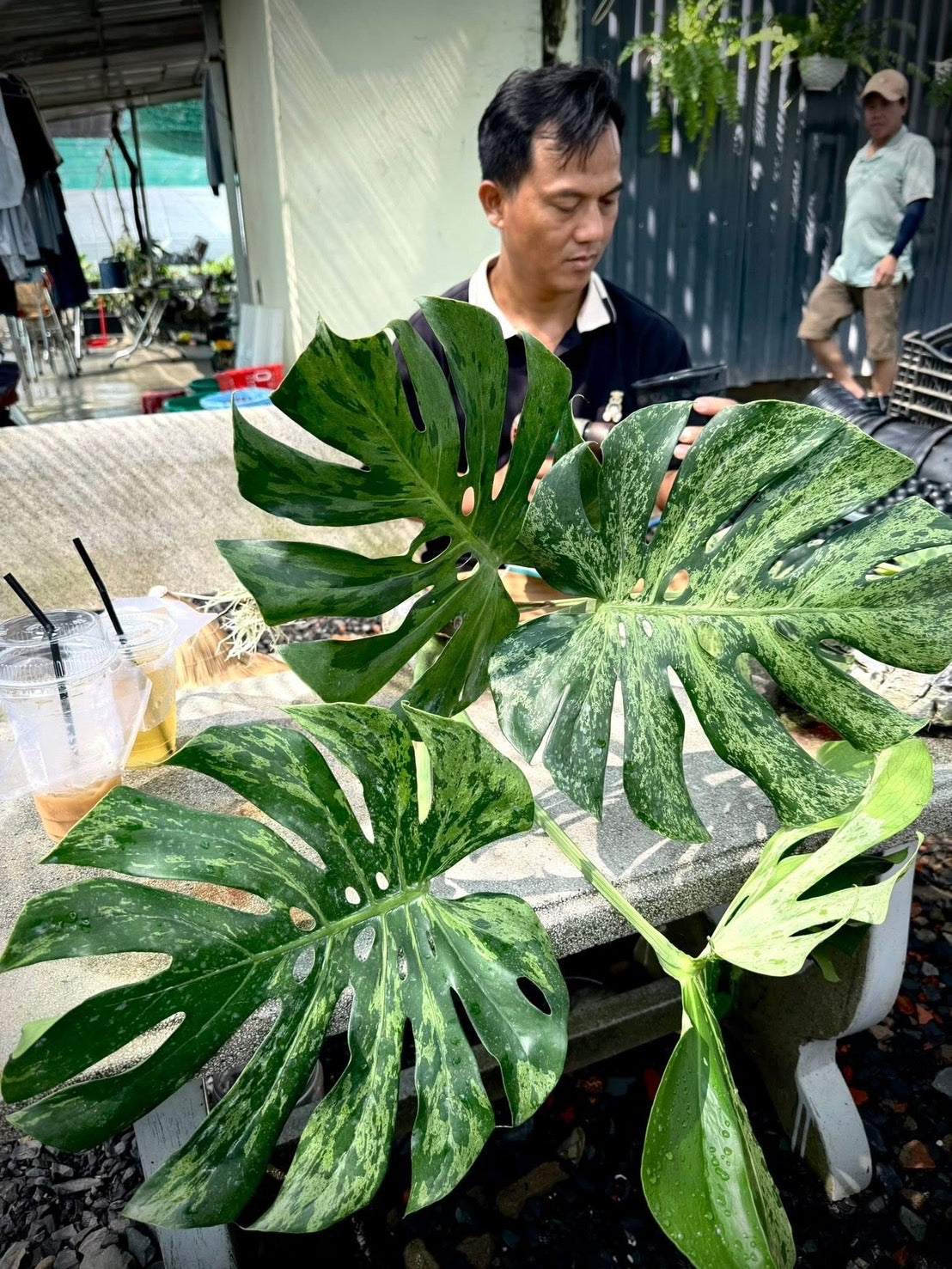 3日間限定受付/予約販売】モンステラ・デリシオーサ 'ベトシオーサ