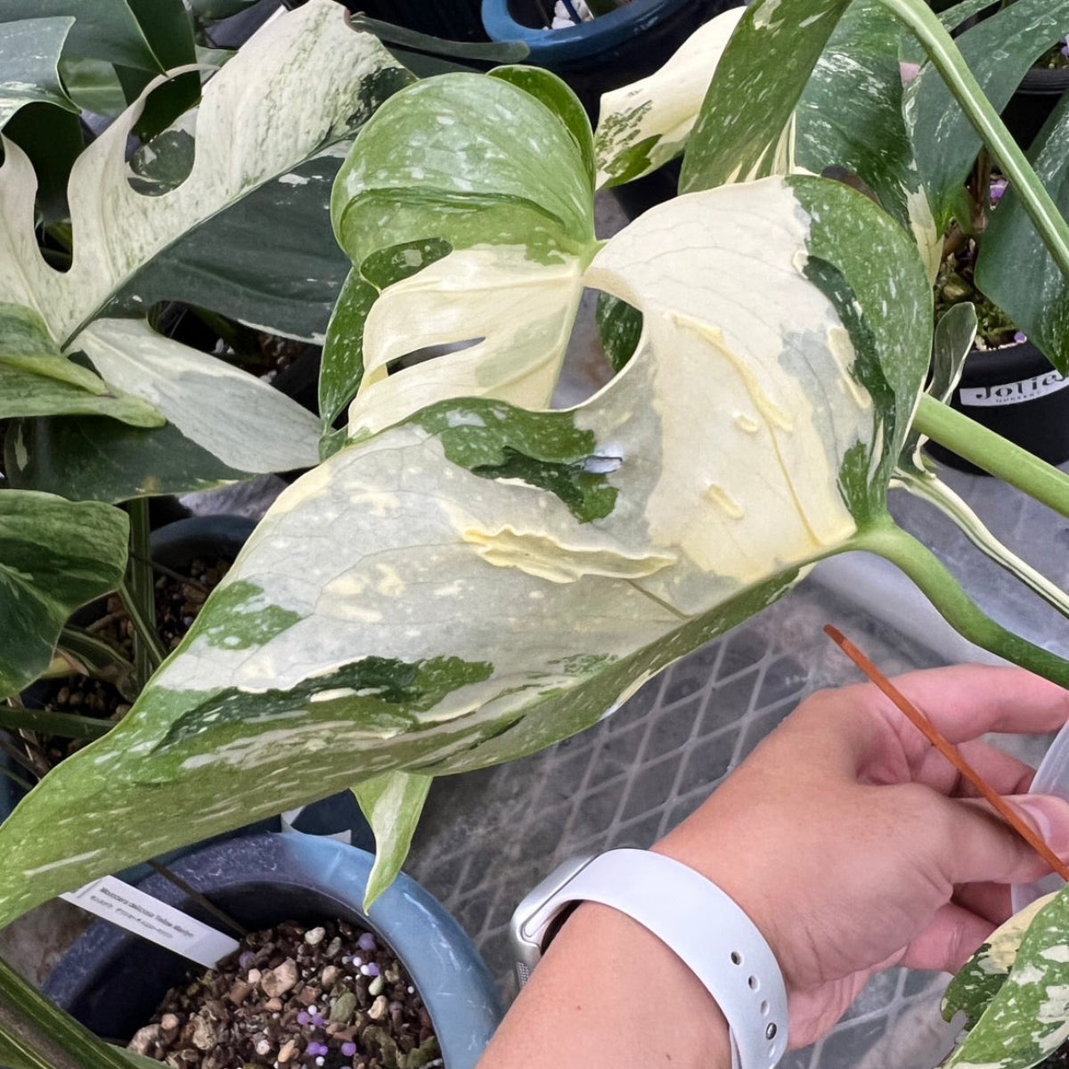 コレクション】【モンステラ デリシオーサ 'タイコンステレーション