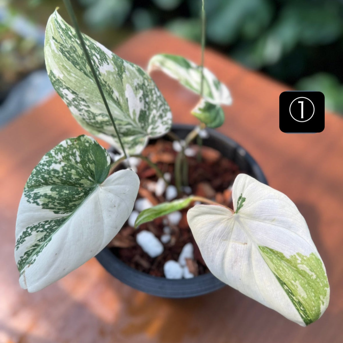 コレクション】フィロデンドロン・グロリオーサム 'トリカラ