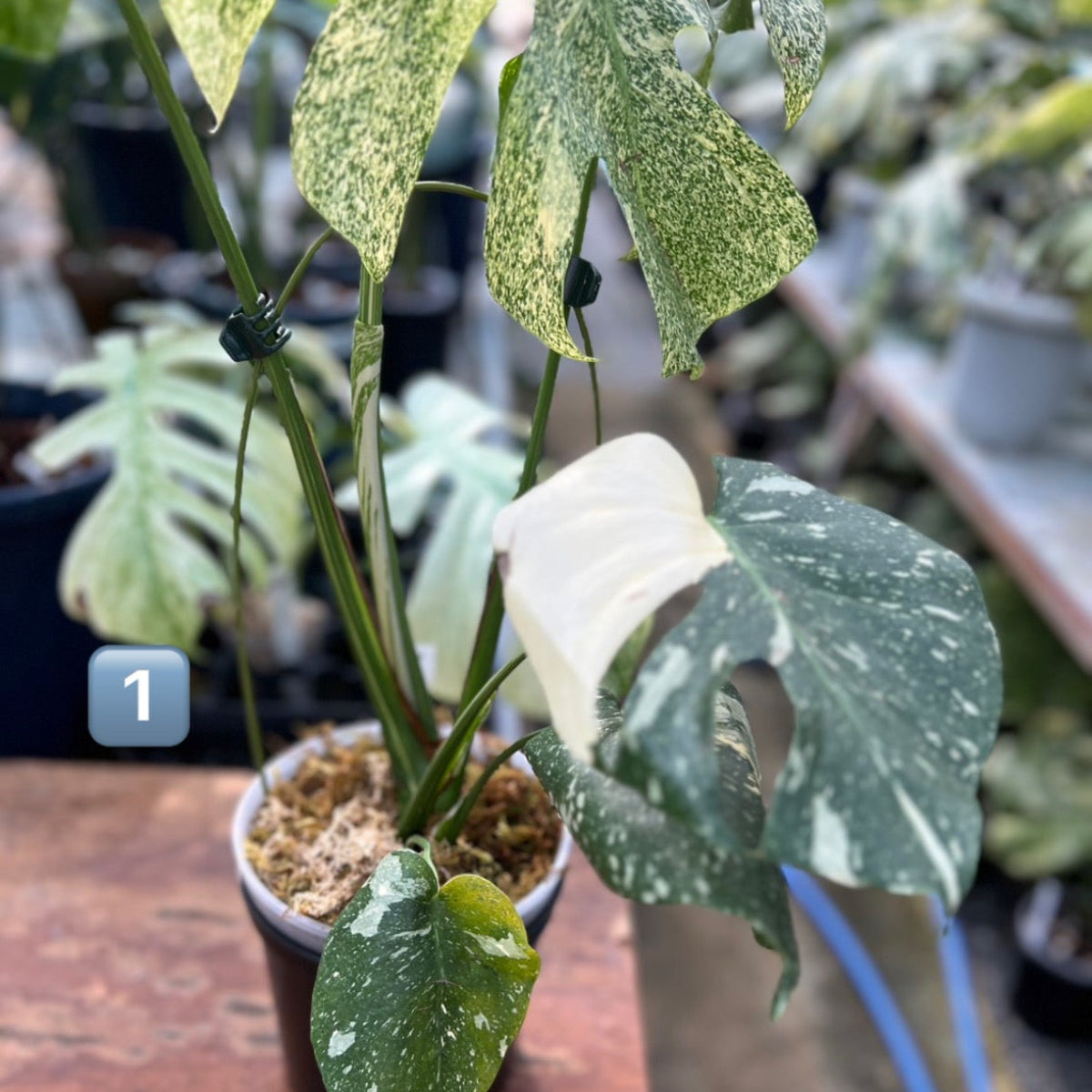 k*u様 2モンステラ タイコンステレーション スターライト 希少