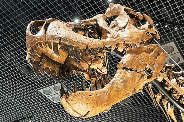 国立科学博物館 特別展「恐竜博2023」内覧会レポート | 上野が、すき。