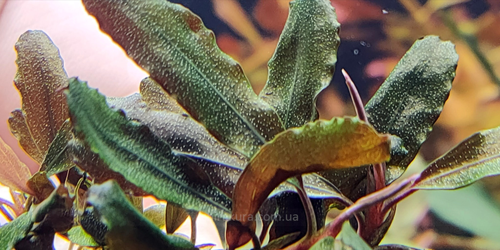 Bucephalandra sp. Motleyana Giant
