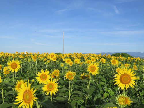 沼津市浮島、ひまわり畑【沼津市】 | 【静岡県観光＆名所】わが街