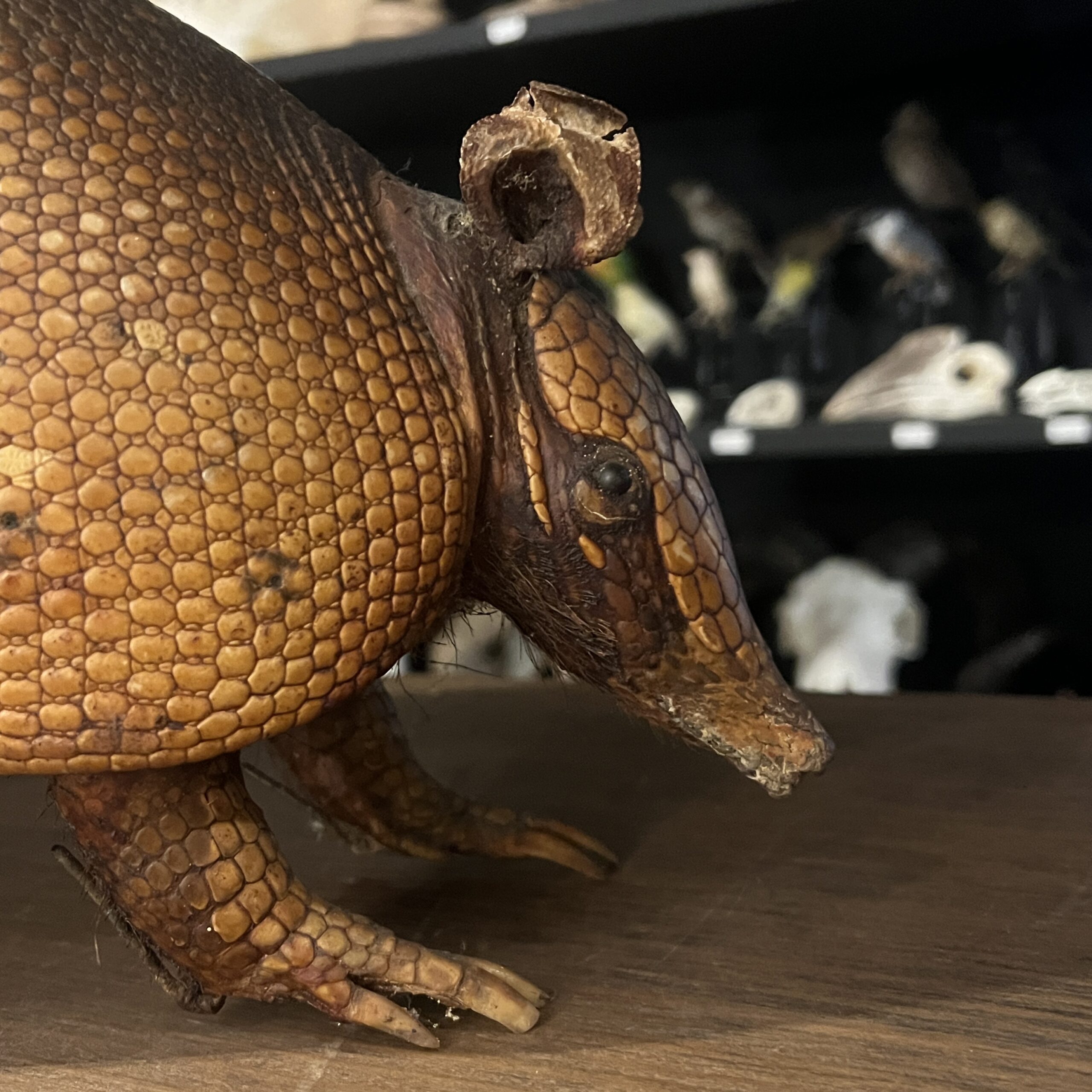 アルマジロの剥製 | 博物と古物の奇妙な雑貨店 シュレディンガーの猫