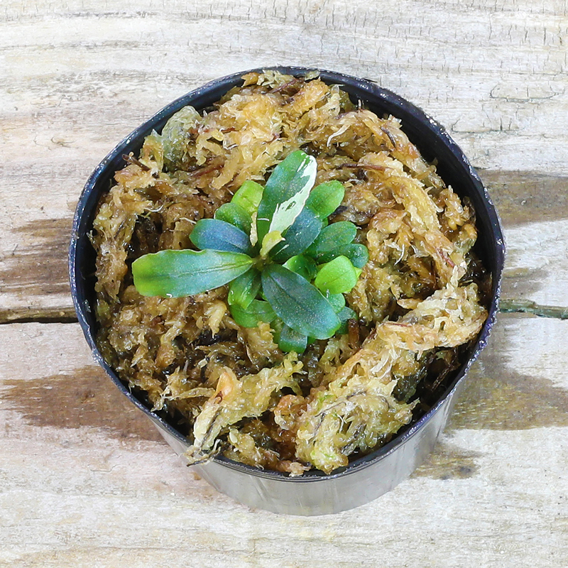 ブセ］Bucephalandra variegata 斑入り - 育種堂｜SODATANEDOU