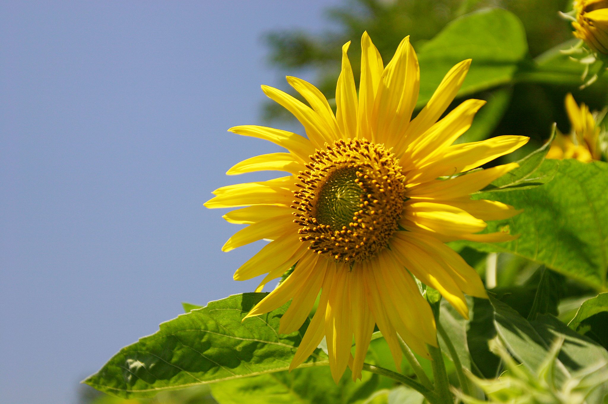 向日葵 - 2000ピクセル以上のフリー写真素材集