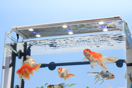 魚たちの魅力が映えるフレームレス前面曲げガラス水槽｜お役立ち情報