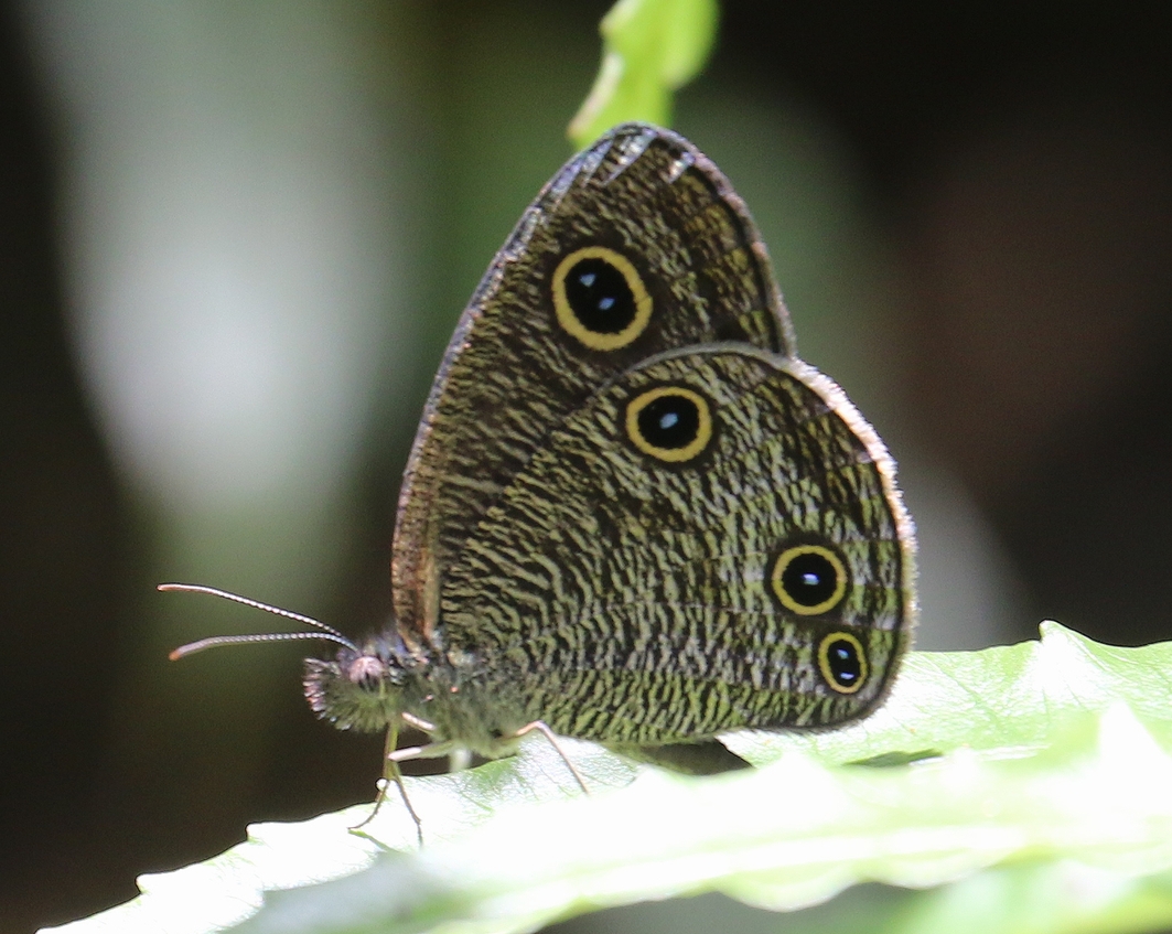 台湾の蝶 ＜臺灣蝴蝶＞（著作：杉坂美典）
