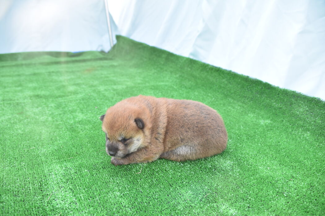 2025/3/3生まれ豆柴認定犬赤柴雌 | 商品紹介 | 三重県のブリーダーなら