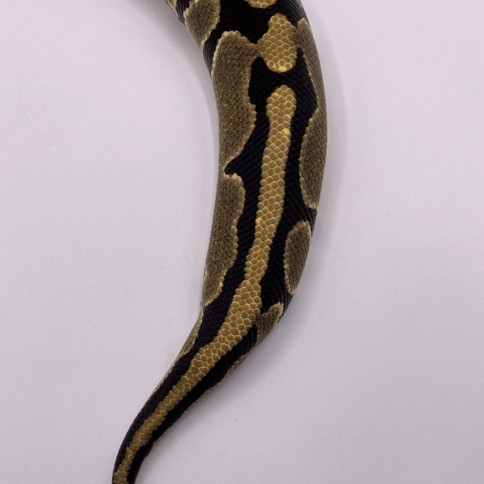 クリプティック (Cryptic) | Lil Balls ~ ボールパイソンブリーダーの