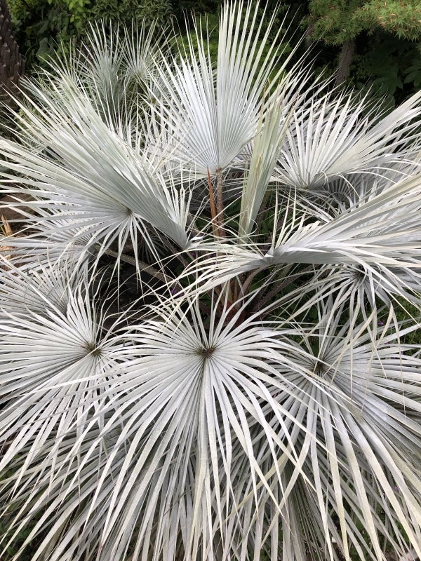 ブラヘア アルマータ X 特白個体 【公式通販】