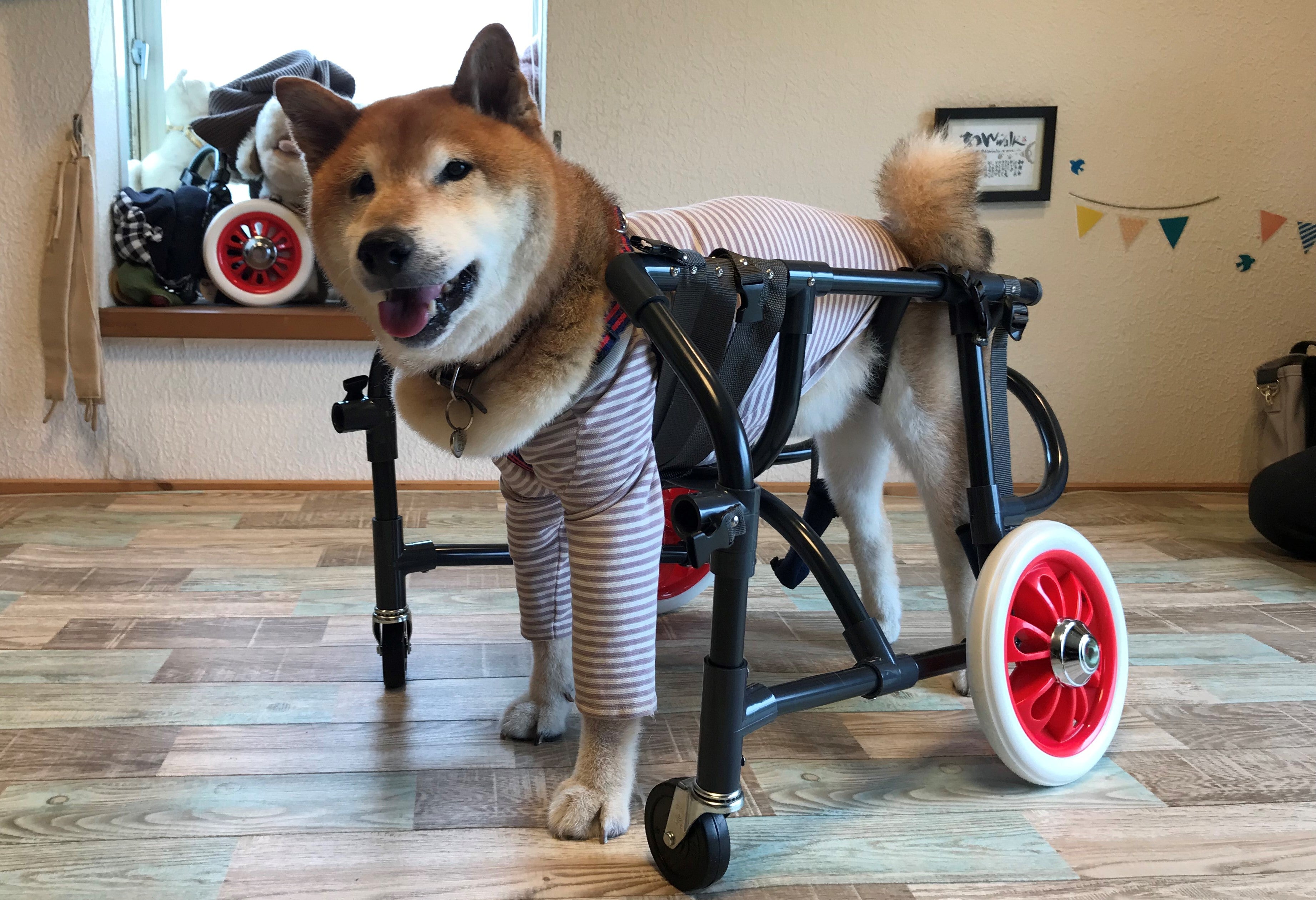 柴犬4輪！リハビリ!食事補助!犬用車椅子!介護用!犬の歩行器！ 【公式通販】