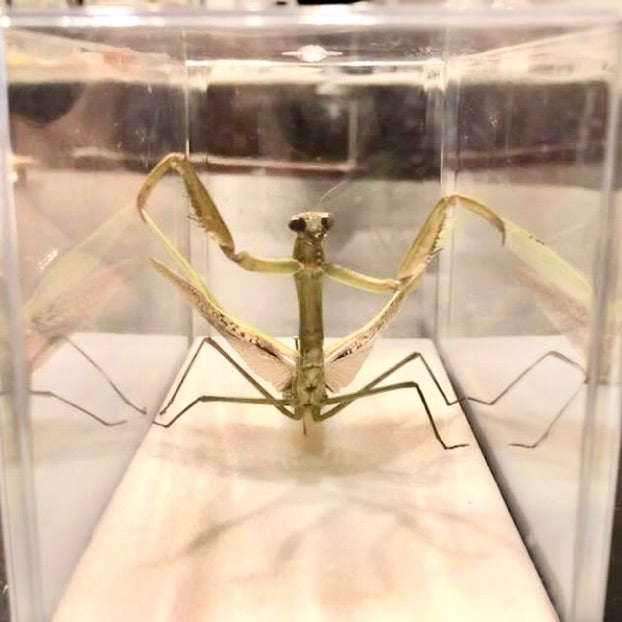 カマキリの立体標本 | あおむしBlog