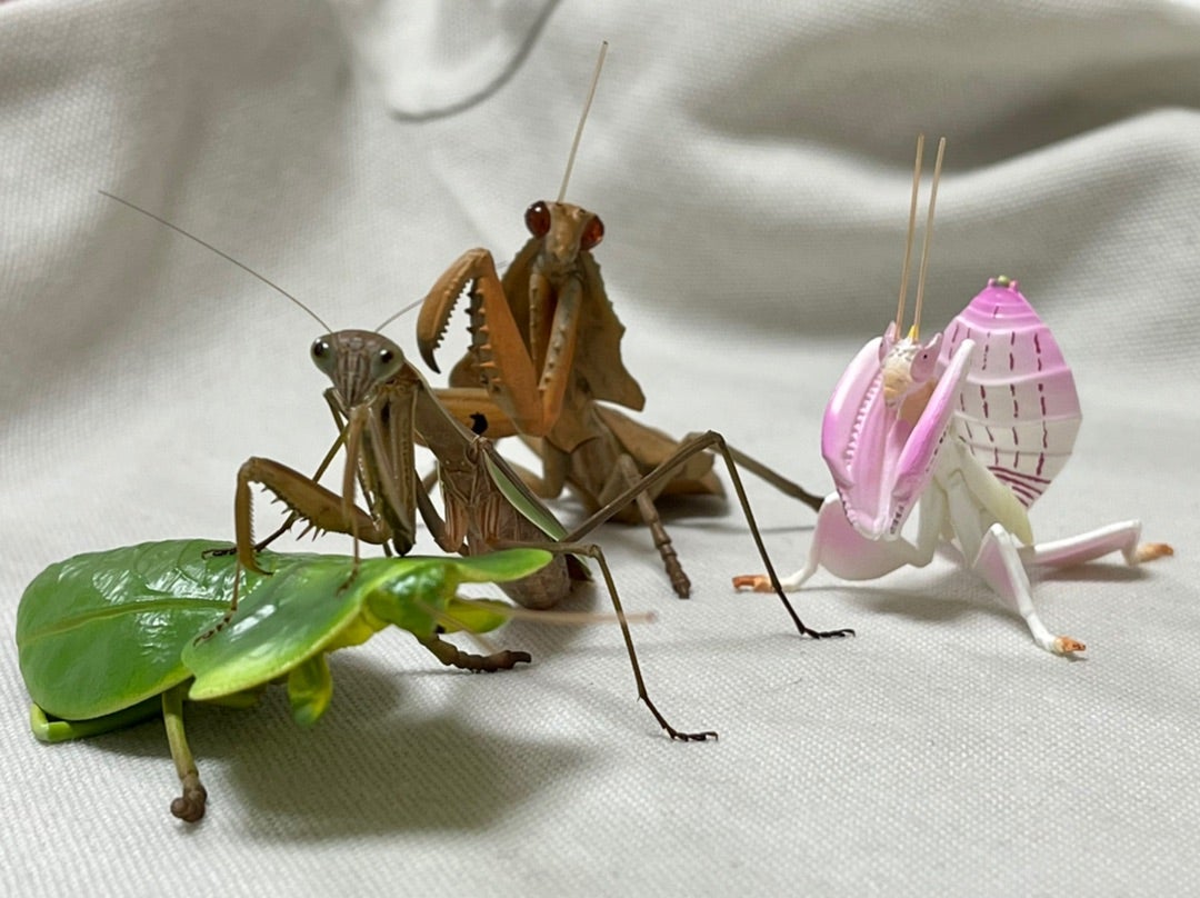 アフリカメダマカマキリ ペア 立体標本 アフリカメダマカマキリ ペア