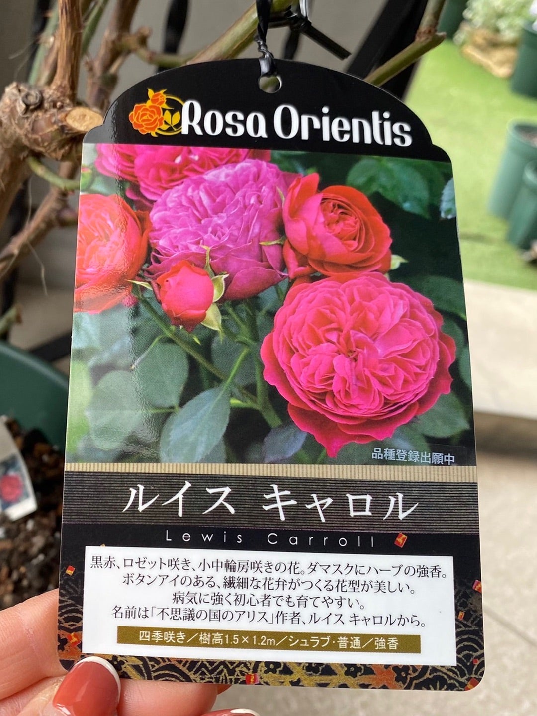 植え替える手間なし バラ大苗10号鉢セット | 名古屋のバラ苗専門店