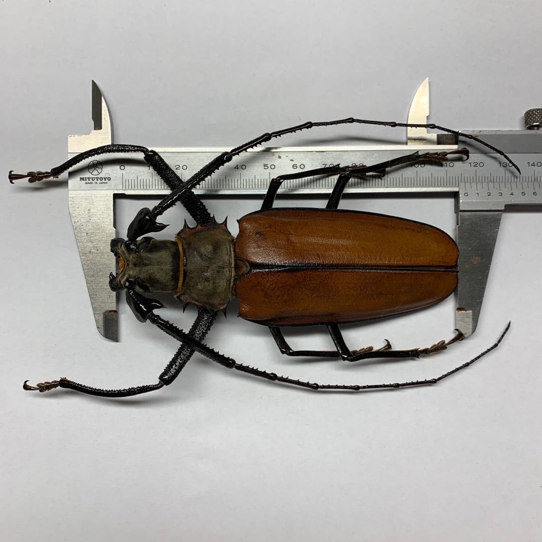 特大 テナガカミキリ 標本 【公式通販】