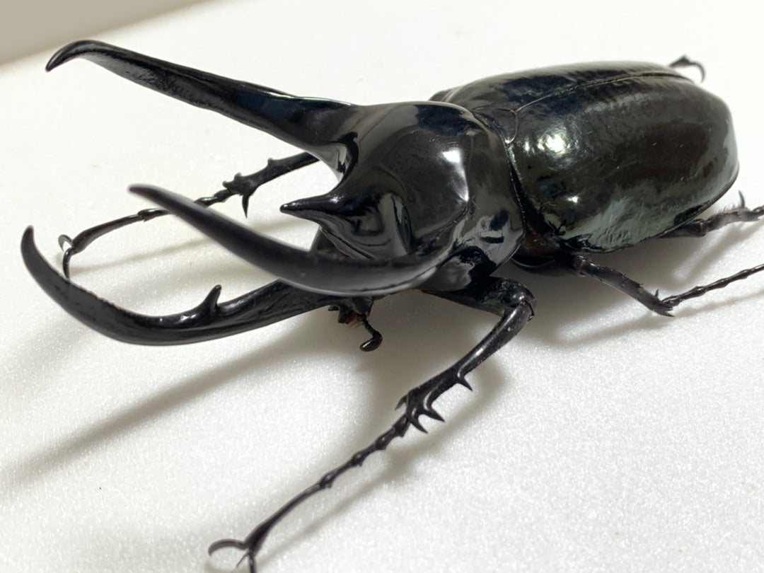 マレーコーカサス No.9 特大 | 愉快な海と波と恵