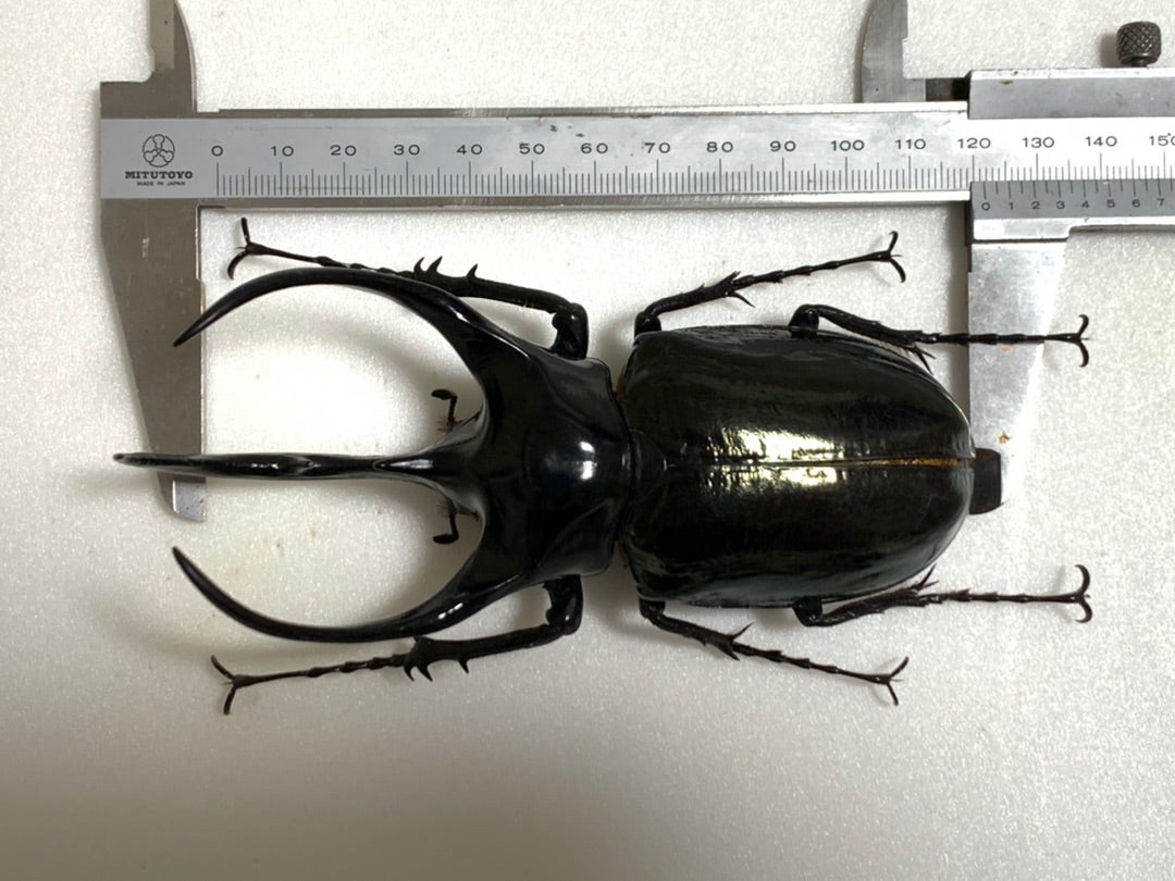 マレーコーカサス No.9 特大 | 愉快な海と波と恵