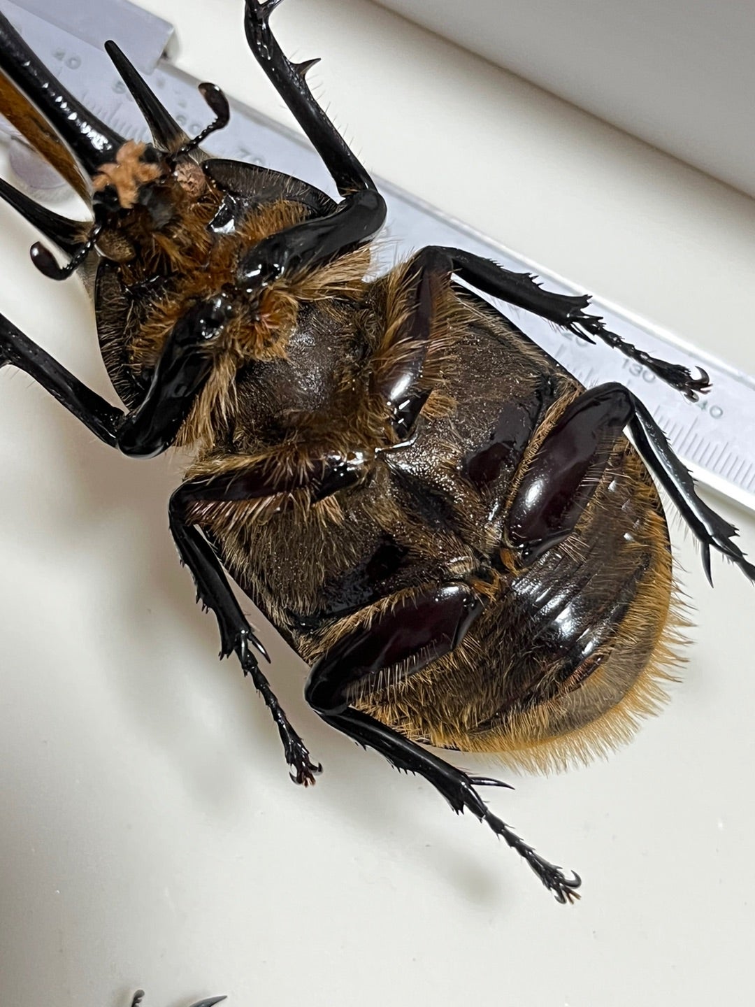 ネプチューンオオカブト No.2 特大 | 愉快な海と波と恵