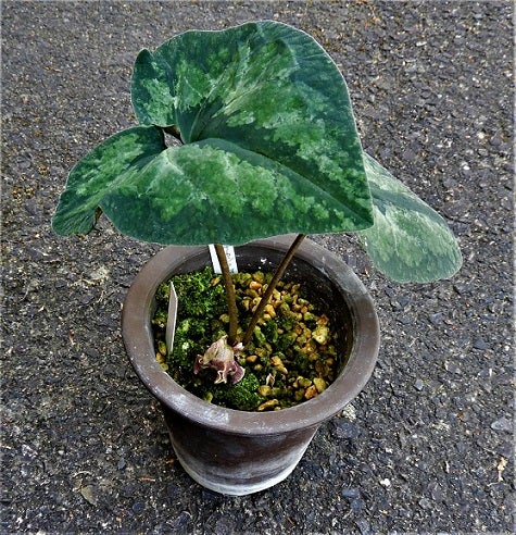 ヒロクチカンアオイの花 | kulif 化石 富貴蘭 石斛 寒葵 食虫植物 桜草