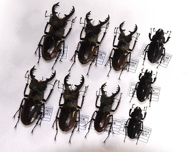 ミヤマクワガタ（日本国内産） Lucanus maculifemoratus | 昆虫漂流記