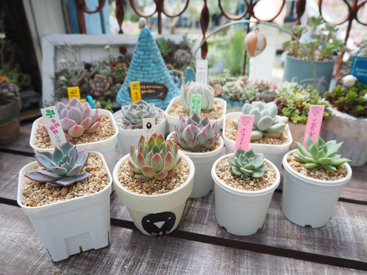 ココニコカーニバル狩っ多肉たち | ブログ版Olive&SucculentGarden
