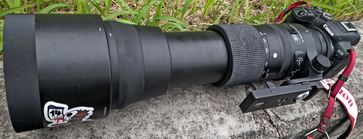SIGMA150-600mmF5-6.3 × EOS R10】 鳥さんの写真 #望遠レンズ | 写真の