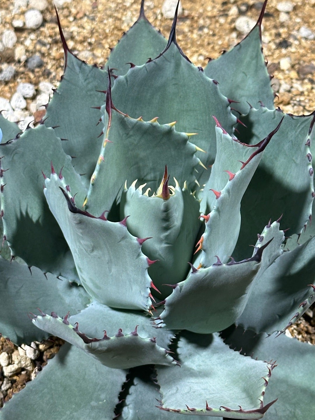 アガベ パリー 吉祥天と姫吉祥天 | つべるふブログ 多肉生活 2021〜