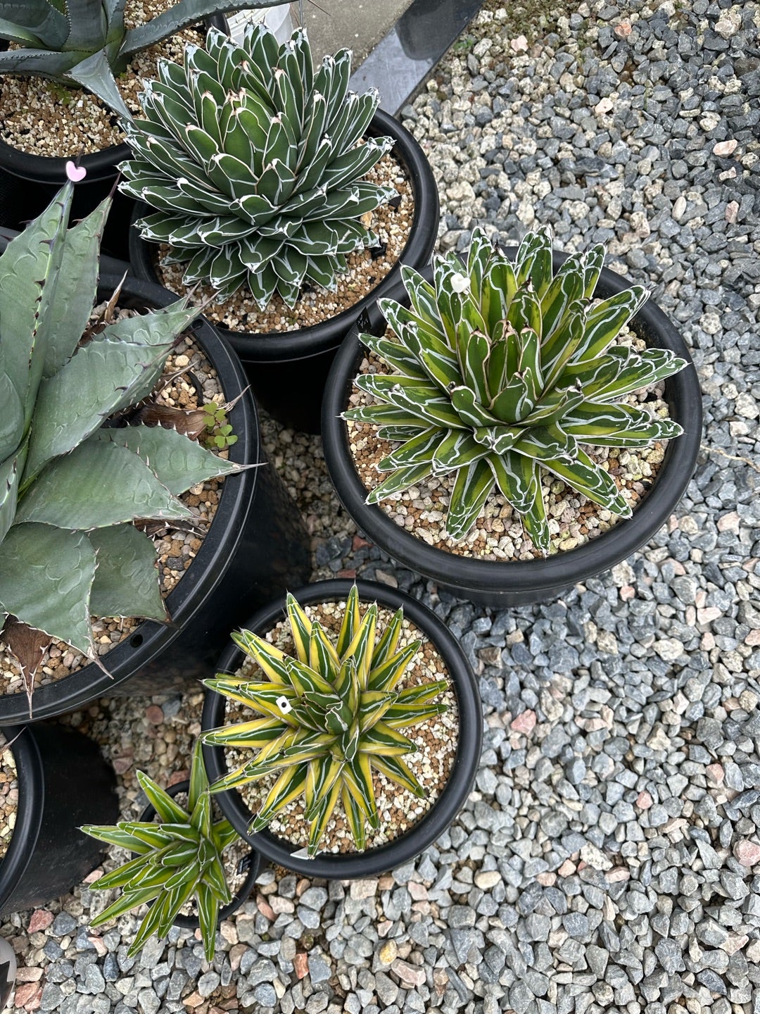 アガベ 笹の雪 大株 | つべるふブログ 多肉生活 2021〜